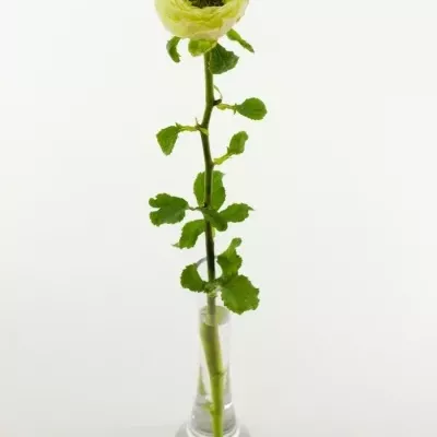 Žlutá růže YELLOW EYE 60cm