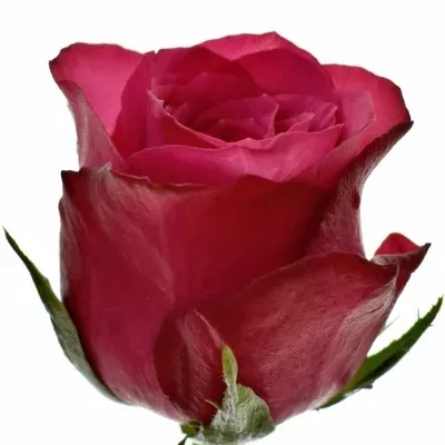 Fialová růže GRAND EUROPE 60cm (M)
