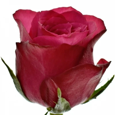 Fialová růže GRAND EUROPE 40cm (M)