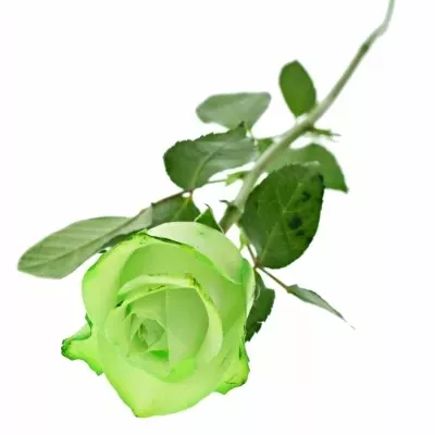 ROSA GREEN snowstorm + 40cm (M)