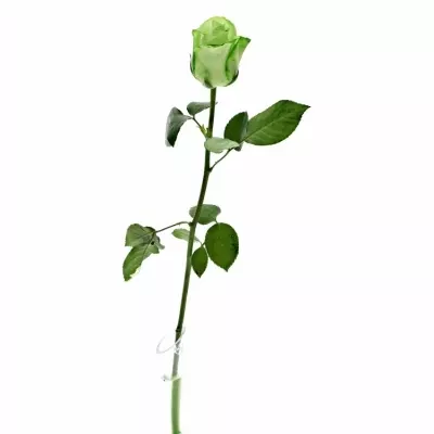 ROSA GREEN SNOWSTORM+ 40cm (M)