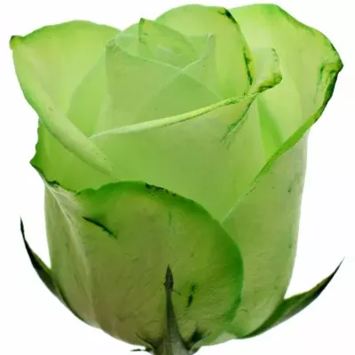 Zelená růže GREEN SNOWSTORM+ 80cm (M)