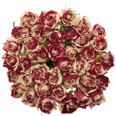 ROSA HARLEQUIN