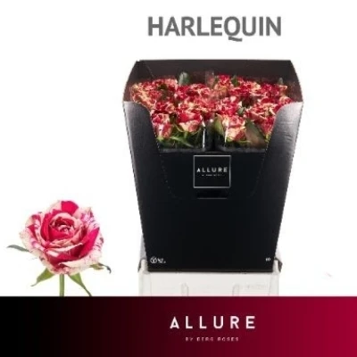 ROSA HARLEQUIN