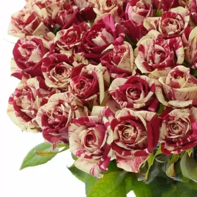 ROSA HARLEQUIN