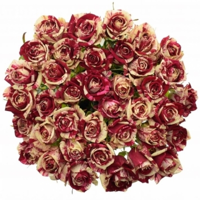 Žíhaná ruže HARLEQUIN 80cm