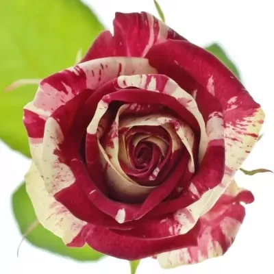 ROSA HARLEQUIN