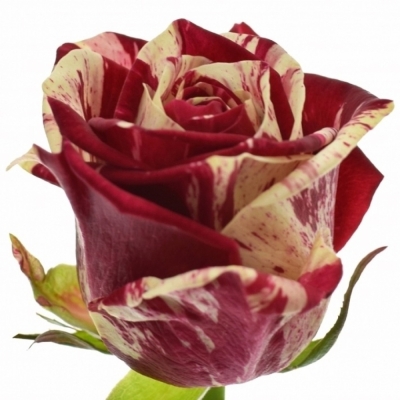 Luxusní růže HARLEQUIN 90cm (XL) LIMITED