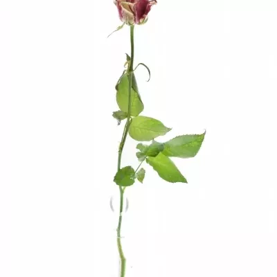 ROSA HARLEQUIN
