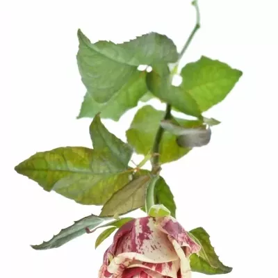 ROSA HARLEQUIN