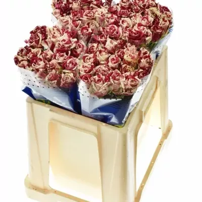 ROSA HARLEQUIN