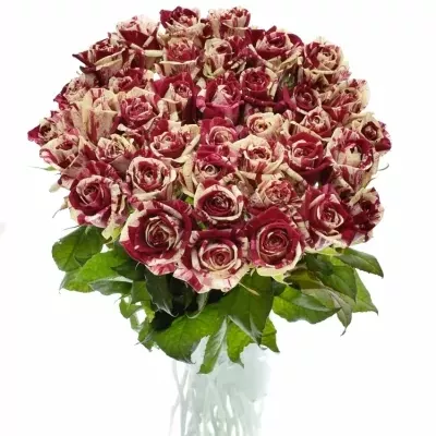 ROSA HARLEQUIN