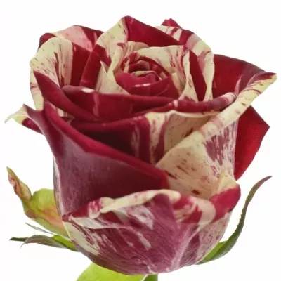 Žíhaná růže HARLEQUIN 40cm (M)