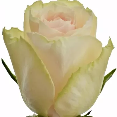 Krémová růže HIGH & BRIDAL 80cm (XL)
