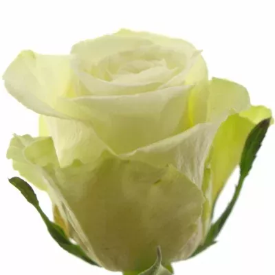 Bíla ruže HIGH & PEACE 60cm (M)