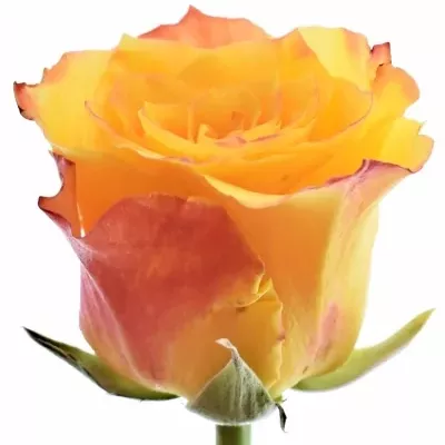 Oranžová růže HIGH TECH 70cm (M)