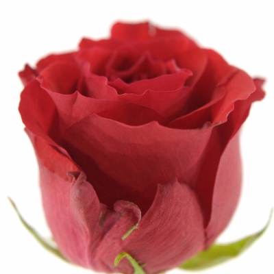 Červená růže HOT BLOOD 90cm (XXL)