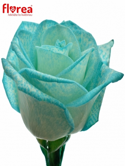 Ledově modrá růže ICE BLUE VENDELA 70cm (M)