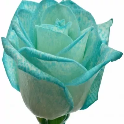 Ľadovo modrá ruža ICE BLUE VENDELA 70cm (M)
