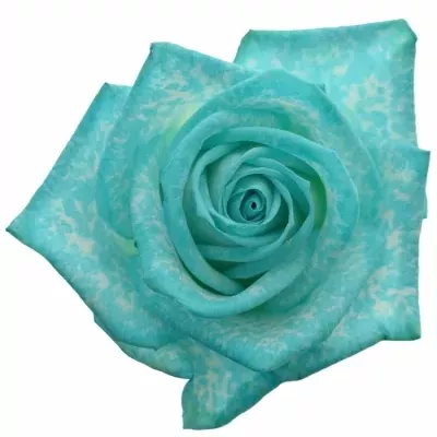 ROSA ICE BLUE VENDELA