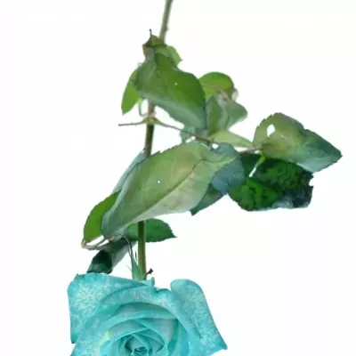 ROSA ICE BLUE VENDELA