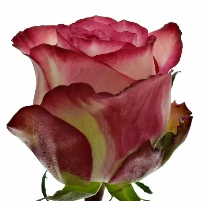 Růžová růže IMAGINATIONv 80cm (XL)
