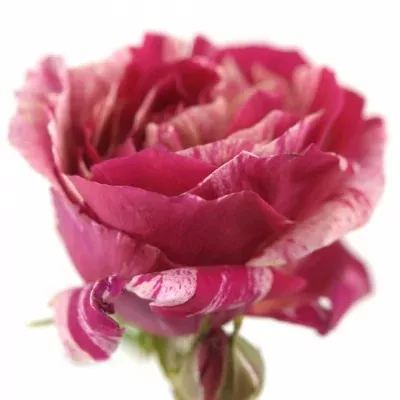 Žíhaná růže IMPRESSION 30cm/1+ (S)