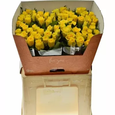 ROSA JACKPOT+ 50cm