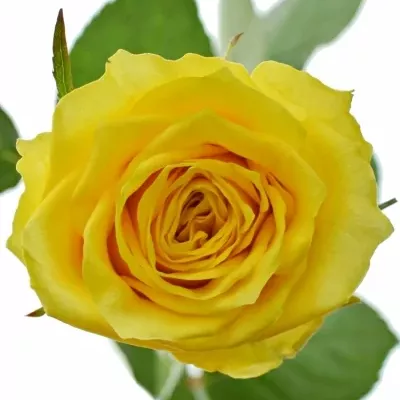 ROSA JACKPOT+ 50cm