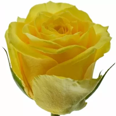 ROSA JACKPOT+ 50cm