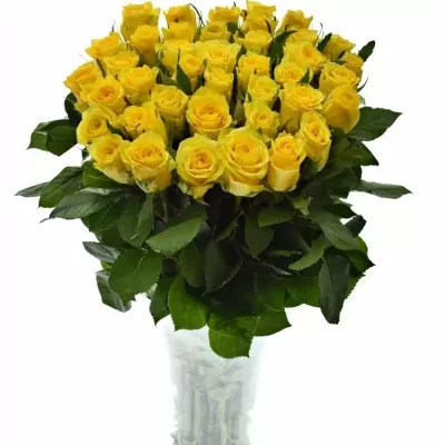 ROSA JACKPOT+ 50cm