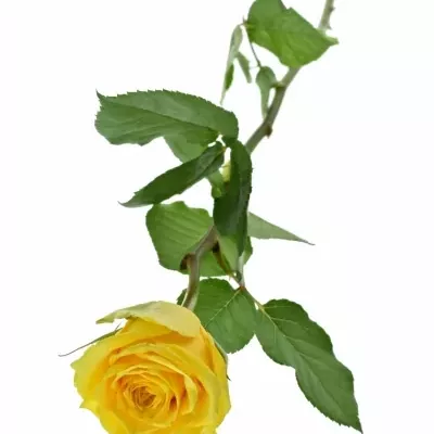 ROSA JACKPOT+ 50cm