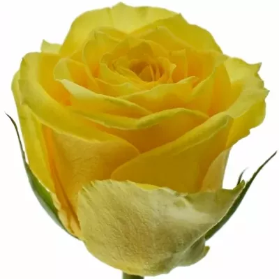 Žlutá růže JACKPOT+ 50cm (M)