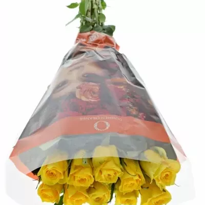 ROSA JACKPOT+ 50cm
