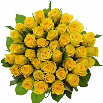 ROSA JACKPOT+ 50cm