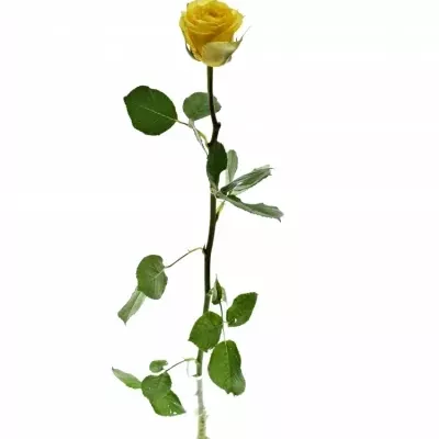 ROSA JACKPOT+ 50cm