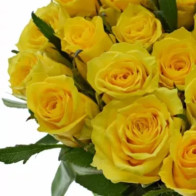 ROSA JACKPOT+ 50cm