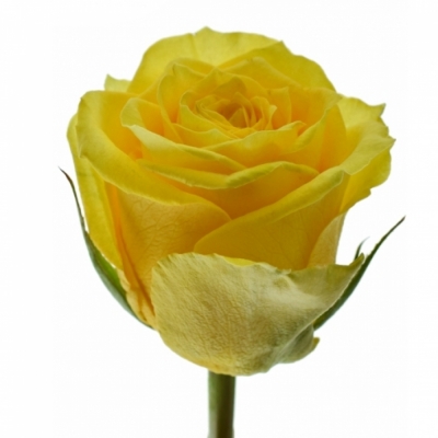 Žltá ruža JACKPOT + 70cm (M)