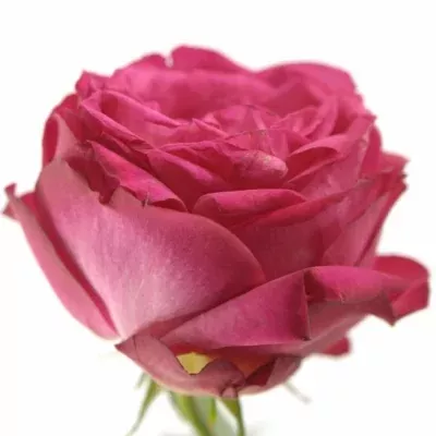 Růžová růže trsová KING ARTHUR 30cm/1+