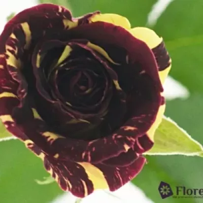 Červená,žlutá růže ABRAKADABRA 40cm