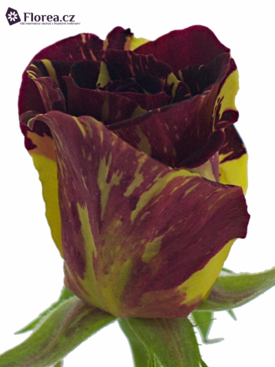 Červená,žlutá růže ABRAKADABRA 40cm