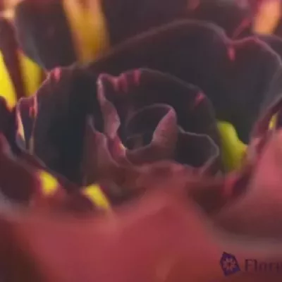 Červená,žlutá růže ABRAKADABRA 40cm