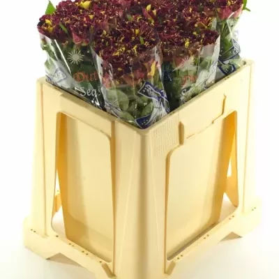 Červená,žlutá růže ABRAKADABRA 40cm