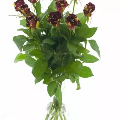 Červená,žlutá růže ABRAKADABRA 40cm