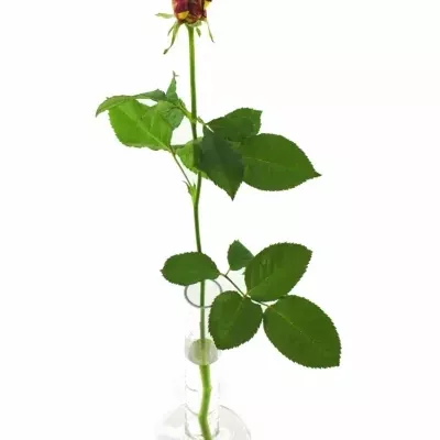 Červená,žlutá růže ABRAKADABRA 40cm