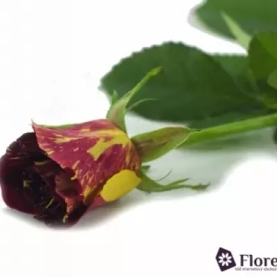 Červená,žlutá růže ABRAKADABRA 40cm