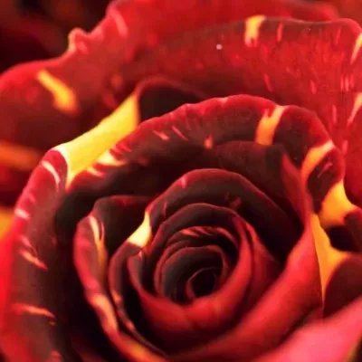 Červená,žlutá růže ABRAKADABRA 40cm