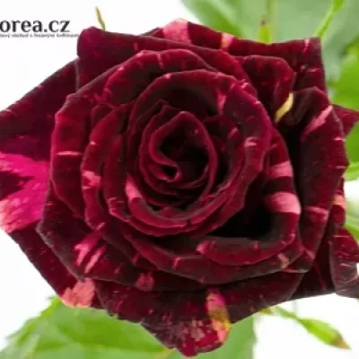 Žíhaná růže STRACIATELLA 50cm