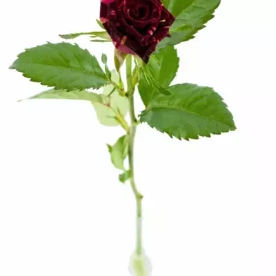 Žíhaná růže STRACIATELLA 50cm