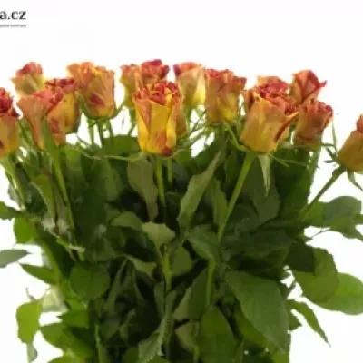 Červená,žlutá růže WIZARD 40cm
